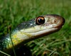 boaboa > Buttermilk Racer taken with Nikon Coolpix 990 in Harris County, Texas.