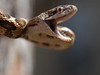boaboa > This juvenile Texas Ratsnake was captured in the basement of a building in downtown Houston.